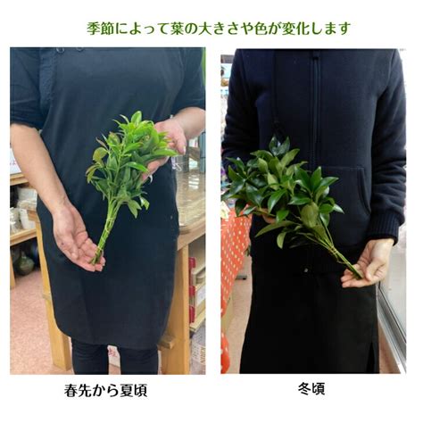 香花|香花／香華（こうばな）とは？ 意味・読み方・使い方をわかり。